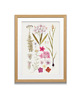 grafiki i ilustracje PLAKATY  botaniczne vintage ryciny kwiaty 1