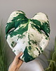 poduszki z grafiką Poduszka Liść Monstera Variegata 3