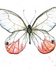 grafiki i ilustracje Motyl subtelny, 21x30 cm, A4 1
