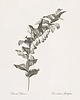 grafiki i ilustracje Zestaw Grafik Botanicznych Vintage 3