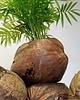doniczki Doniczka osłonka łupina kokosa 22cm botaniczna 3