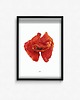 plakaty Plakat Papaver 1