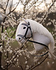 zabawki - inne Hobby Horse + ogłowie + wodze 1