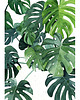 grafiki i ilustracje Monstera - ilustracja botaniczna 1