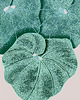 plakaty Plakat Liście 50x70 cm 1