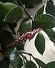 bransoletki wire wrapping Miedziana elfia bransoletka z karneolem 1