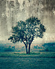 fototapeta Tree -  Fototapeta 2