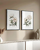 obrazy Białe Piwonie - Zestaw dwóch grafik 5