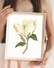 grafiki i ilustracje ZESTAW PLAKATÓW botaniczne kwiaty magnolii 3
