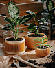 doniczki Średnia doniczka 71P01.500.OAK / eko / zero waste / minimalizm 2