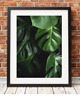 plakaty ZESTAW PLAKATÓW BOTANICZNYCH plakaty monstera 4