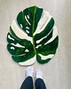 dywany Dywan - Liść - Monstera 3