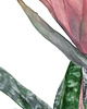 grafiki i ilustracje Fasciata 2