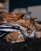 Zabawki dla zwierząt Zabawka dla kota kopacz kick & hug ze sznureczkami i kocimiętką ZEBRA BIAŁA 6