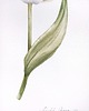 obrazy "Delikatny różowy tulipan" 20*30 cm/ akwarela 2