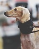 ubranka dla zwierząt Wooldog Necky Ultramaryna 3