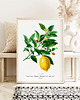 plakaty Plakat Cytryna vintage 3