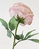 dodatki - różne Dekoracja botaniczna, kwiat z papieru, róża 3