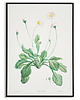 plakaty Plakat botaniczny GRAFIKA stokrotka Vintage 2