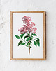 plakaty Plakat Lila vintage 1