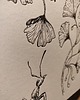 kalendarze i plannery Kalendarz BOTANICZNY letterpress z miedzią 3