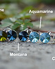 kolczyki swarovski Koty! kolczyki  - kryształy Swarovski Aquamarine 2