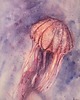 obrazy Akwarela Meduza oryginalny obraz 300g 23x30 cm 1