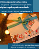 kolczyki swarovski KOTY! Kolczyki - kryształy Swarovski - fiolet 5