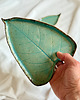 patery i talerze Zestaw liści ceramicznych ORGANIC 1