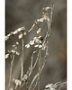 fotografia Kwiaty II 1