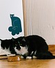 plakaty Plakat Pickle the cat - dekoracja ścienna 1