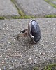 pierścionki - różne Larvikit - pierścionek regulowany 1