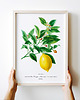 plakaty Plakat Cytryna vintage 1