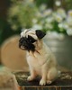 figurki i rzeźby Mops Miniatura- zamówienie indywidualne 4