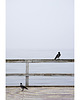 fotografia Mewa 1