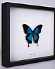 inne Motyl Papilio ulysses w czarnej gablocie 1