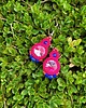 kolczyki soutache Sofi 9 - kolczyki z kryształami 3