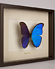 ramki na zdjęcia Motyl Morpho didius w brązowej gablocie 1