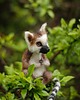 figurki i rzeźby Baby Lemur- zamówienie indywidualne 2