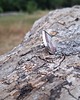 pierścionki - różne Szalony agat - pierścionek regulowany 1