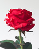 dodatki - różne Realistyczna czerwona róża z papieru - jak żywa - prezent premium 8
