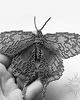 broszki Nocny motyl I, brosza, beading 6