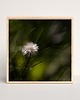 fotografia 4 fotografie natury z cyklu "Zwyczajność" 8