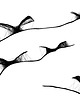 grafiki i ilustracje Oprawiona grafika - Minimalistyczne ptaki (106) 2