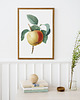 plakaty Plakat Jabłko vintage 3