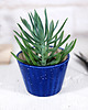 doniczki Mała doniczka  na kaktusy i sukulenty - niebo 5