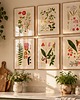 grafiki i ilustracje Ilustracje botaniczne vintage grafiki kwiaty do kuchni 7