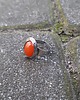 pierścionki - różne Karneol w owalu - pierścionek regulowany 1