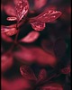 plakaty Galeria plakatów "Dark red flowers" 3