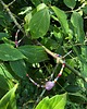 chokery Kolorowy choker 1